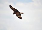 Zwarte wouw (oostelijk) (black-eared kite) Milvus migrans lineatus  - Kharkhorin 15-08-2016 (4)